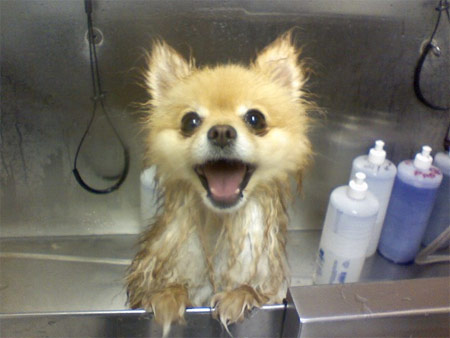 dog enjoying bath at groomers