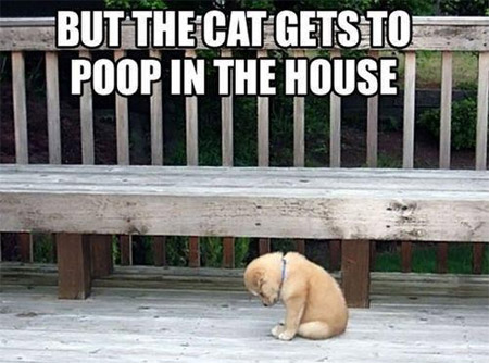 the cat can poop in the house