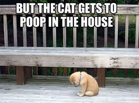 Funny Dog and Cat Pics (Part 3)