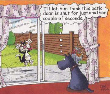funny dog and cat cartoon