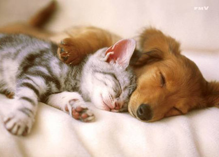 cute puppy and kitten having a cuddle