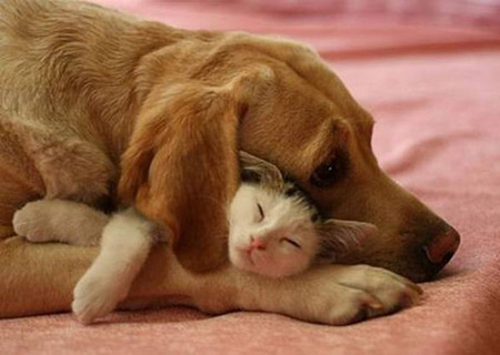 cute dog and cat cuddling