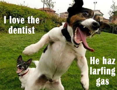 dog funny laughing gas