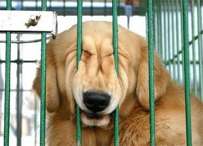 funny pic dog face in bars