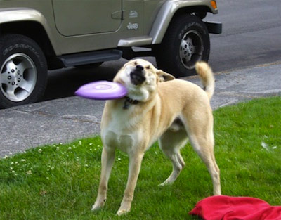 dog hit by frisbee