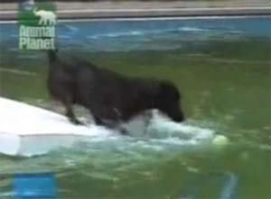 Smart Dog Gets Ball From Pool