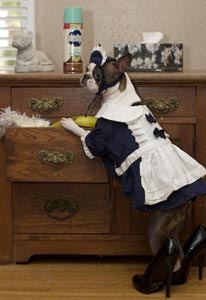 dog doing housework