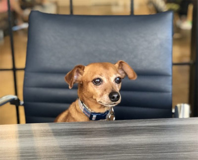 A dog walks into a job centre