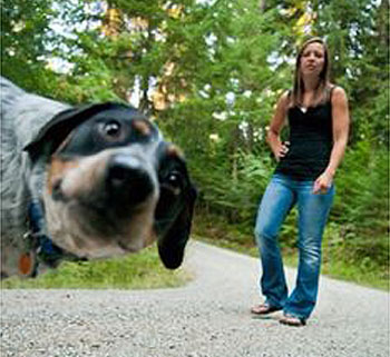 dog photobomb woodland walk