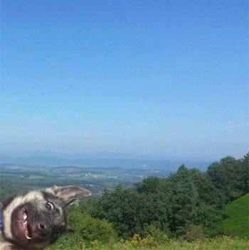 dog photobomb scenery