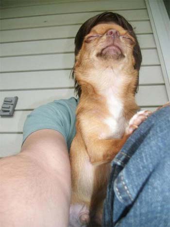 dog photobombs man on porch