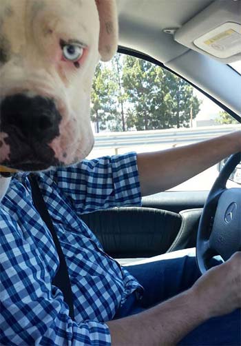 dog photobombs man in car