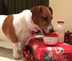 funny dog prepares for Santa's visit