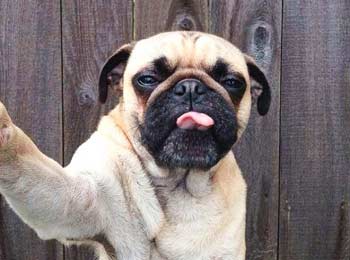 Funny Dog Selfie Photos