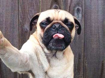 dog selfie