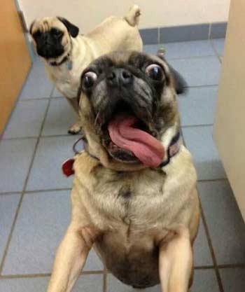 Funny Dog Selfie Photos | D for Dog