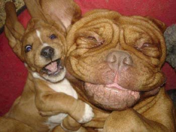 dog and puppy selfie