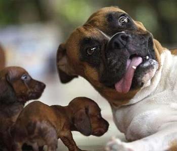 mummy dog takes selfie with tongue out