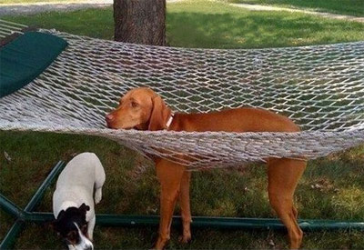funny dog stuck in hammock