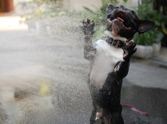 funny dog playing in water