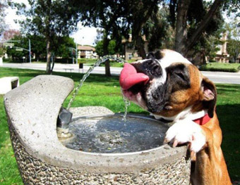 dog drinking from water fountain