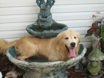 funny dog in fountain