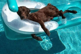 funny dog on inflatable lilo