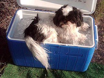funny dog in ice box