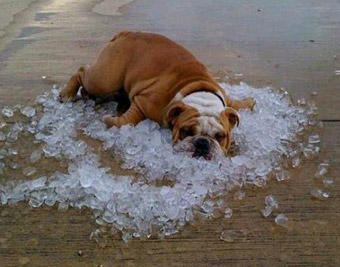 funny dog in pile of ice cubes