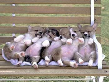 Funny & Cute Dog Pics - Dog Tired Dogs | D for Dog Funny & Cute Dog Pics - Dog Tired Dogs | D for Dog
