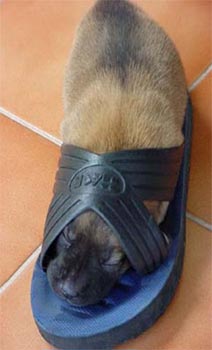 puppy sleeping in shoe