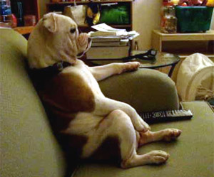 dog watching tv