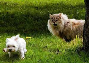 dog runs from cat