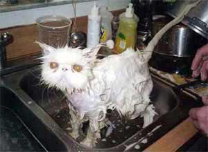 cat in sink