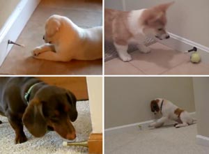funny dogs playing with doorstops