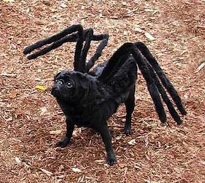 halloween dog spider