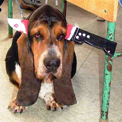 funny halloween pic dog with knife through head