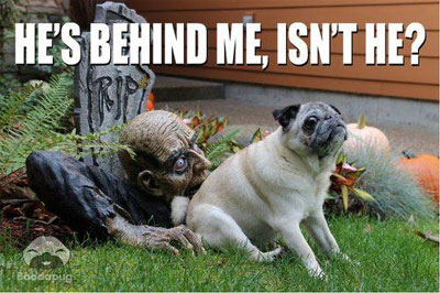 funny dog halloween pic he's behind me