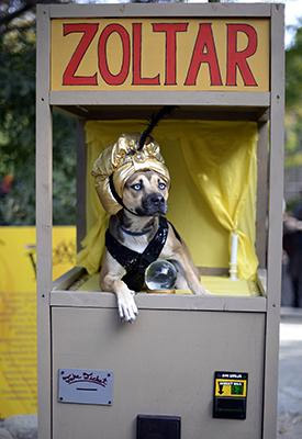 funny dog halloween pic Zoltar