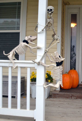 Why Dogs Hate Halloween