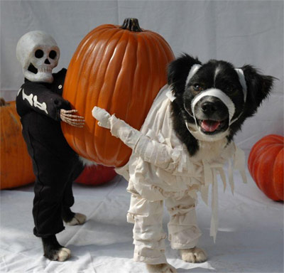 dog and pumpkin