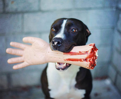 halloween dog with arm in mouth