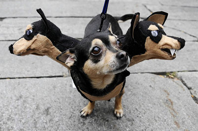 halloween funny three headed dog