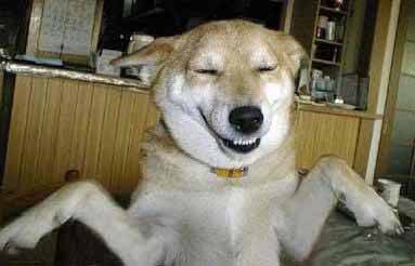 dog laughing
