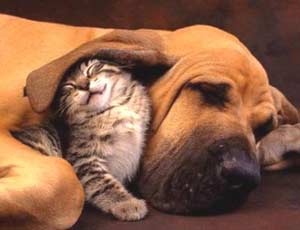 dog cuddles cat