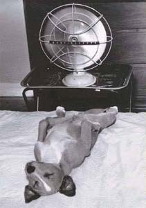 dog sleeping in front of fan