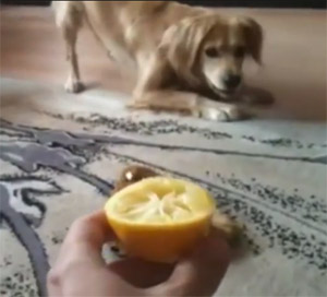 Dogs versus Citrus Fruits