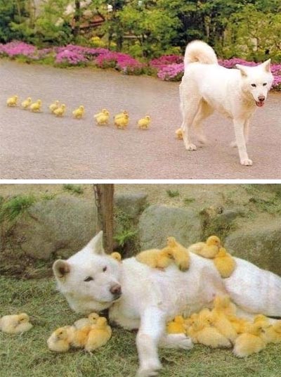 dog adopts chicks