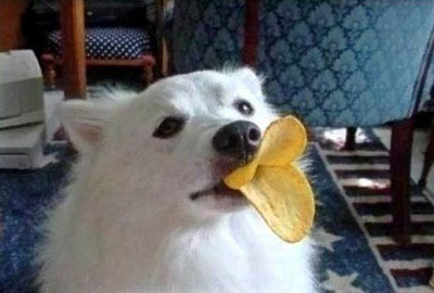 dog with duck lips