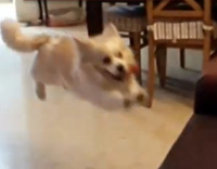 funny dog jumping